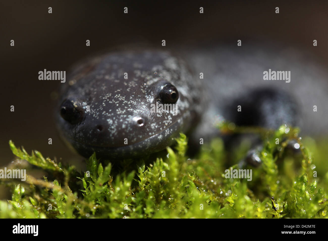 streamside salamander on moss Ohio amphibian Stock Photo