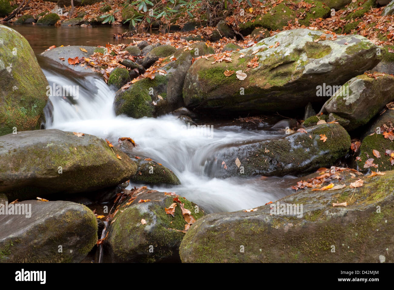Mountain stream cascading by moss covered rocks with a fall leaf covering of the stones, a tourist restful delight Stock Photo