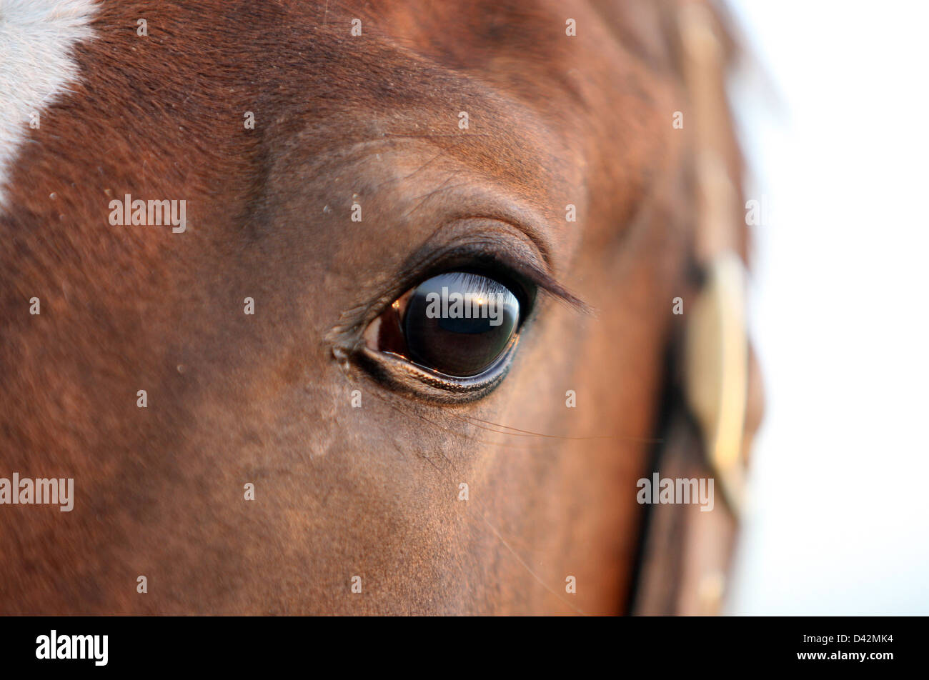 Görlsdorf, Germany, around the eyes of a horse Stock Photo
