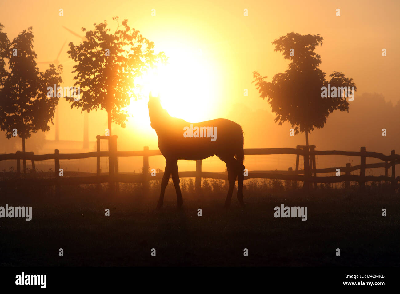 Görlsdorf, Germany, the silhouette of a horse in a pasture at sunrise Stock Photo