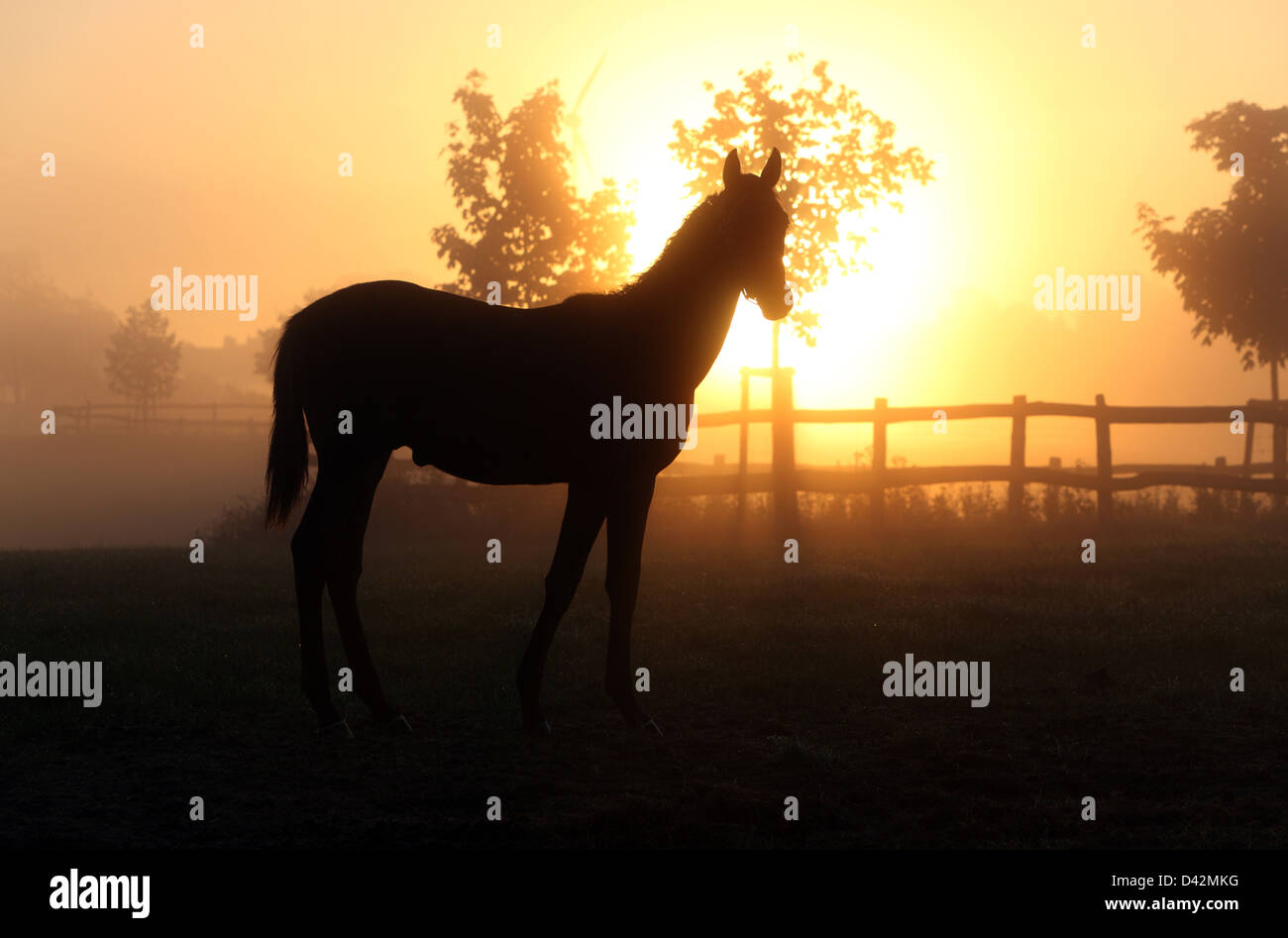 Görlsdorf, Germany, the silhouette of a horse in a pasture at sunrise Stock Photo