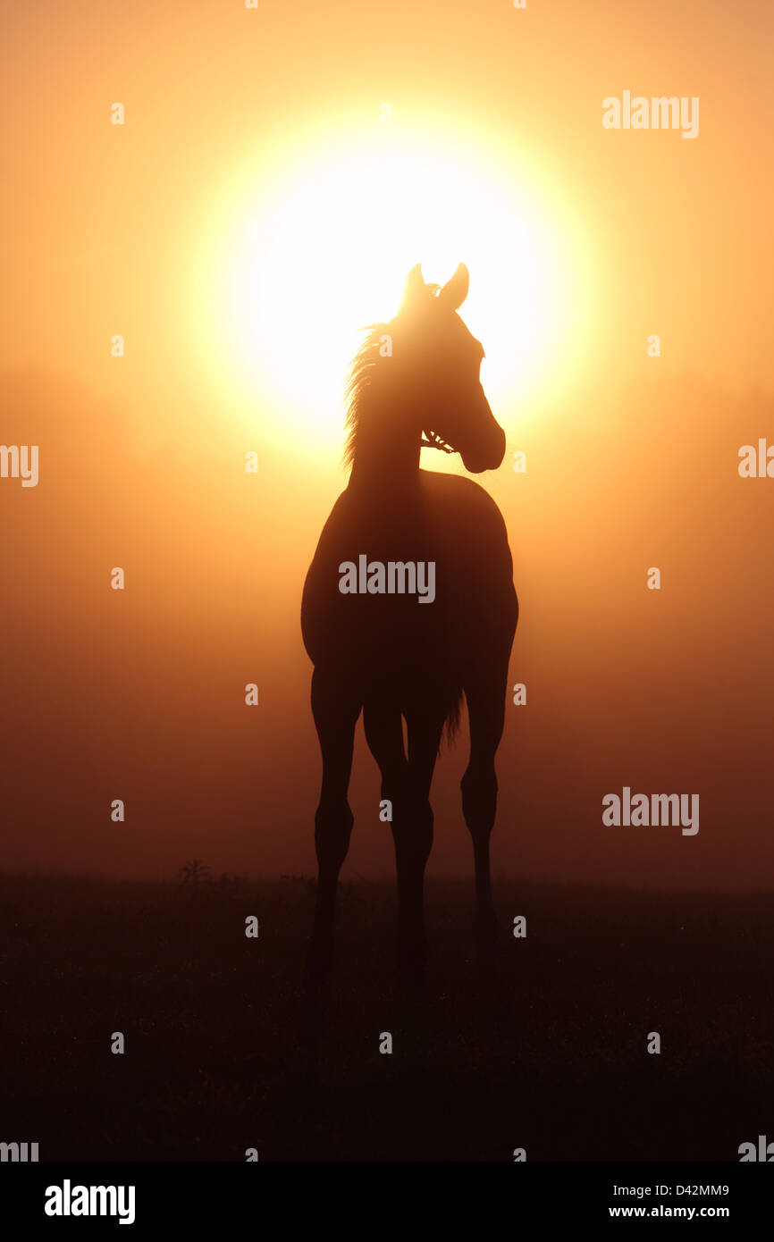 Görlsdorf, Germany, the silhouette of a horse in a pasture at sunrise Stock Photo