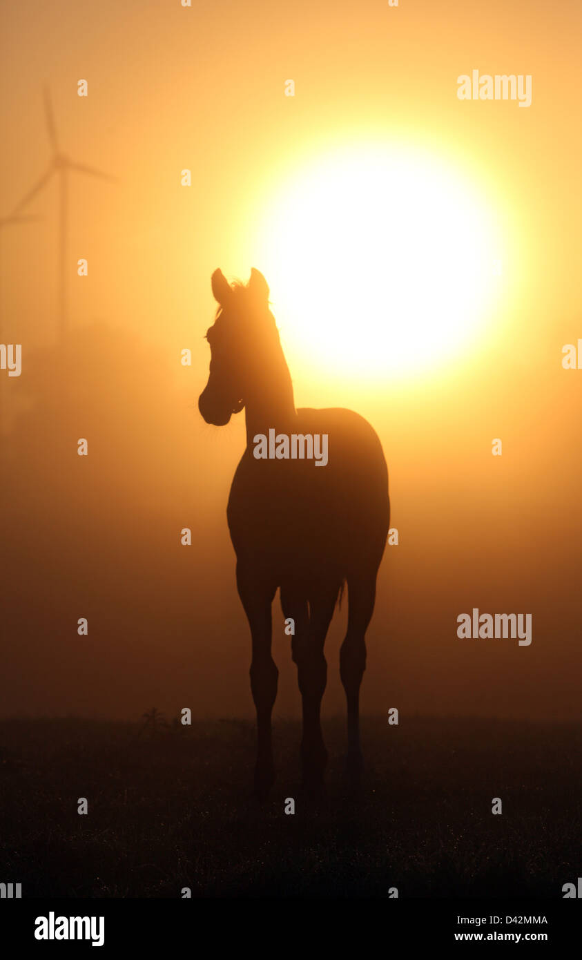 Görlsdorf, Germany, the silhouette of a horse in a pasture at sunrise Stock Photo