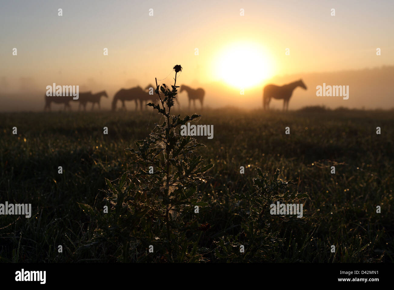 Görlsdorf, Germany, thistle and horses on pasture at sunrise Stock Photo