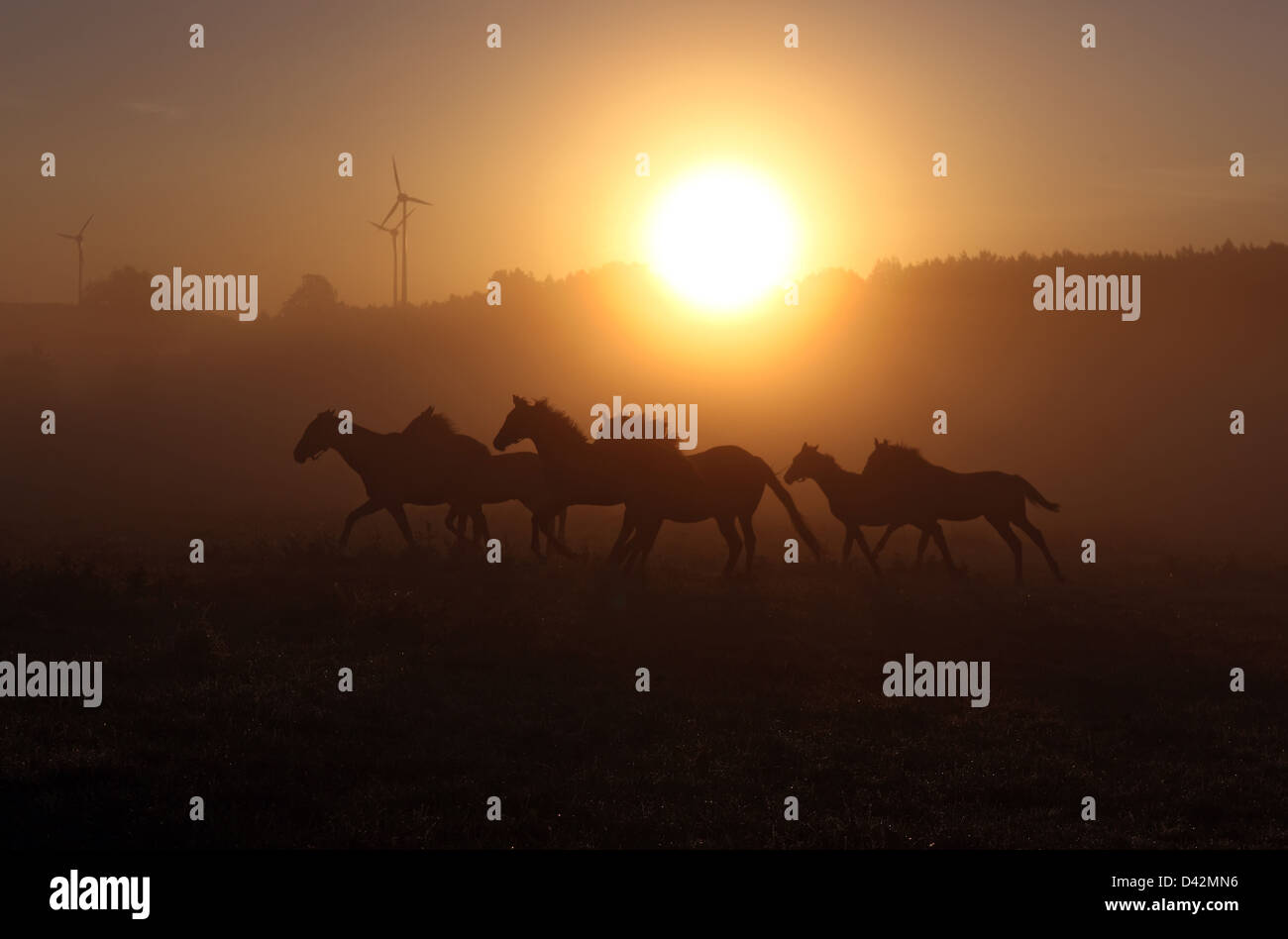 Görlsdorf, Germany, silhouettes of horses galloping at sunrise Stock Photo