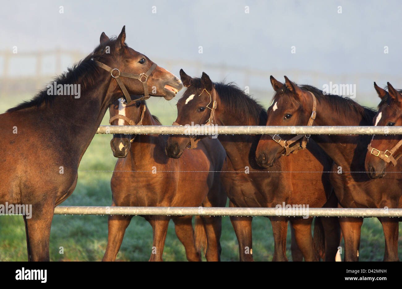 Görlsdorf, Germany, shows a foal submission face Stock Photo