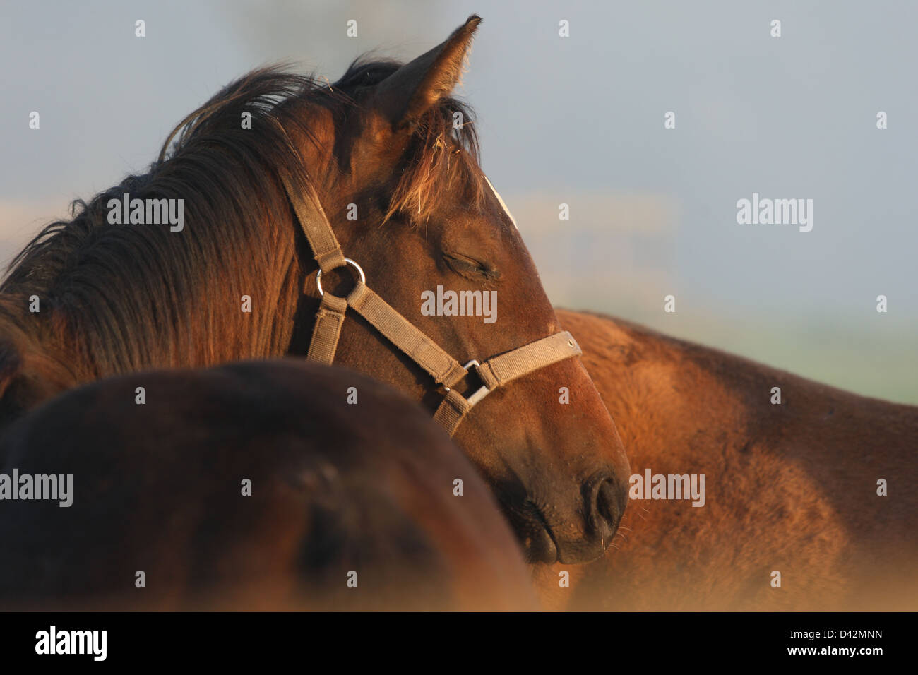 Görlsdorf, Germany, horse dozing in portrait Stock Photo