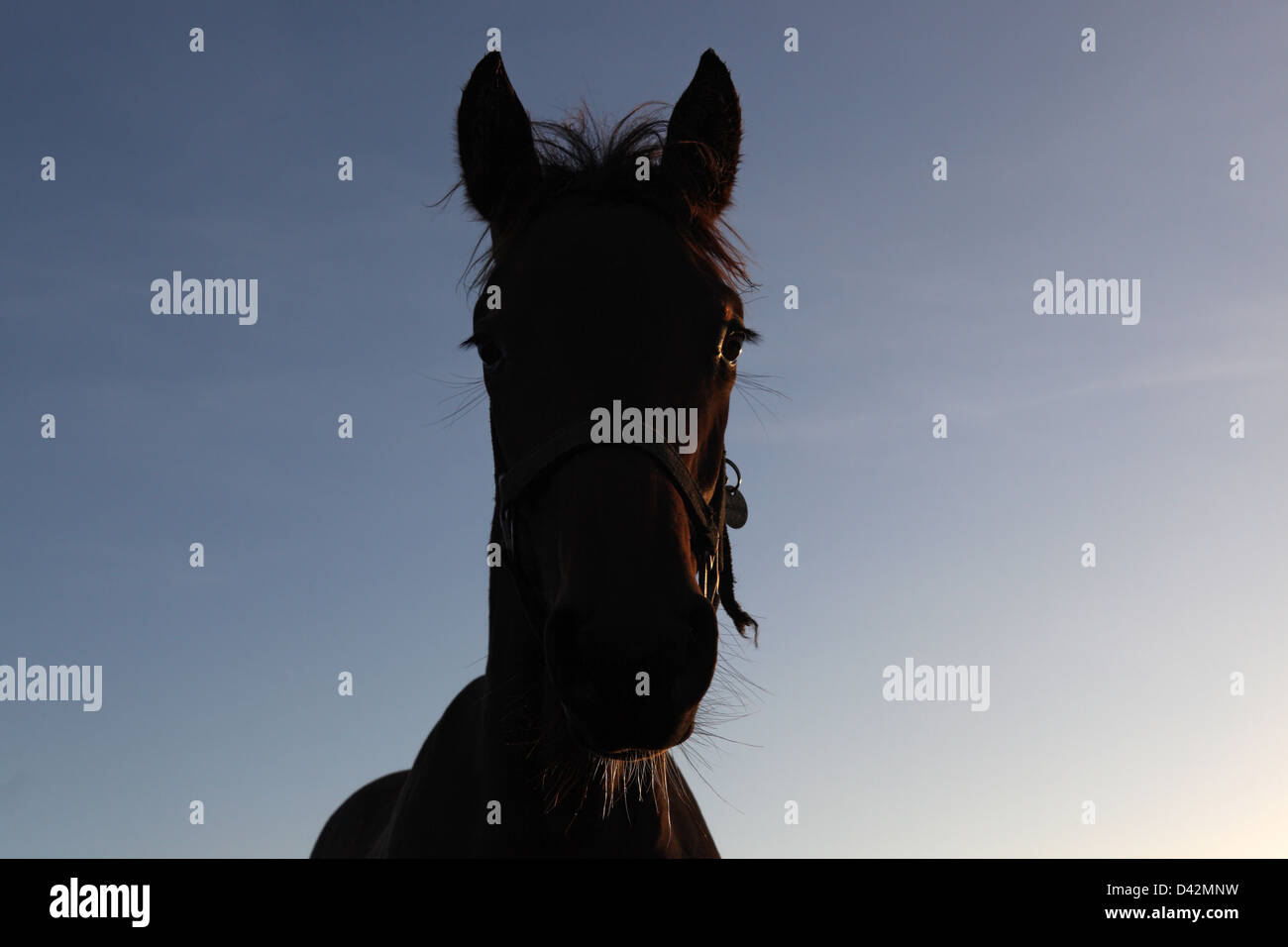 Görlsdorf, Germany, silhouette, horse portrait Stock Photo