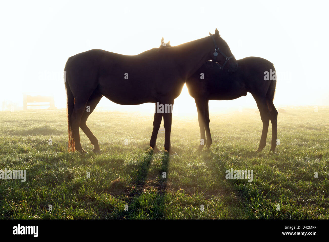 Görlsdorf, Germany, silhouette, mare and foal in the meadow at sunrise Stock Photo