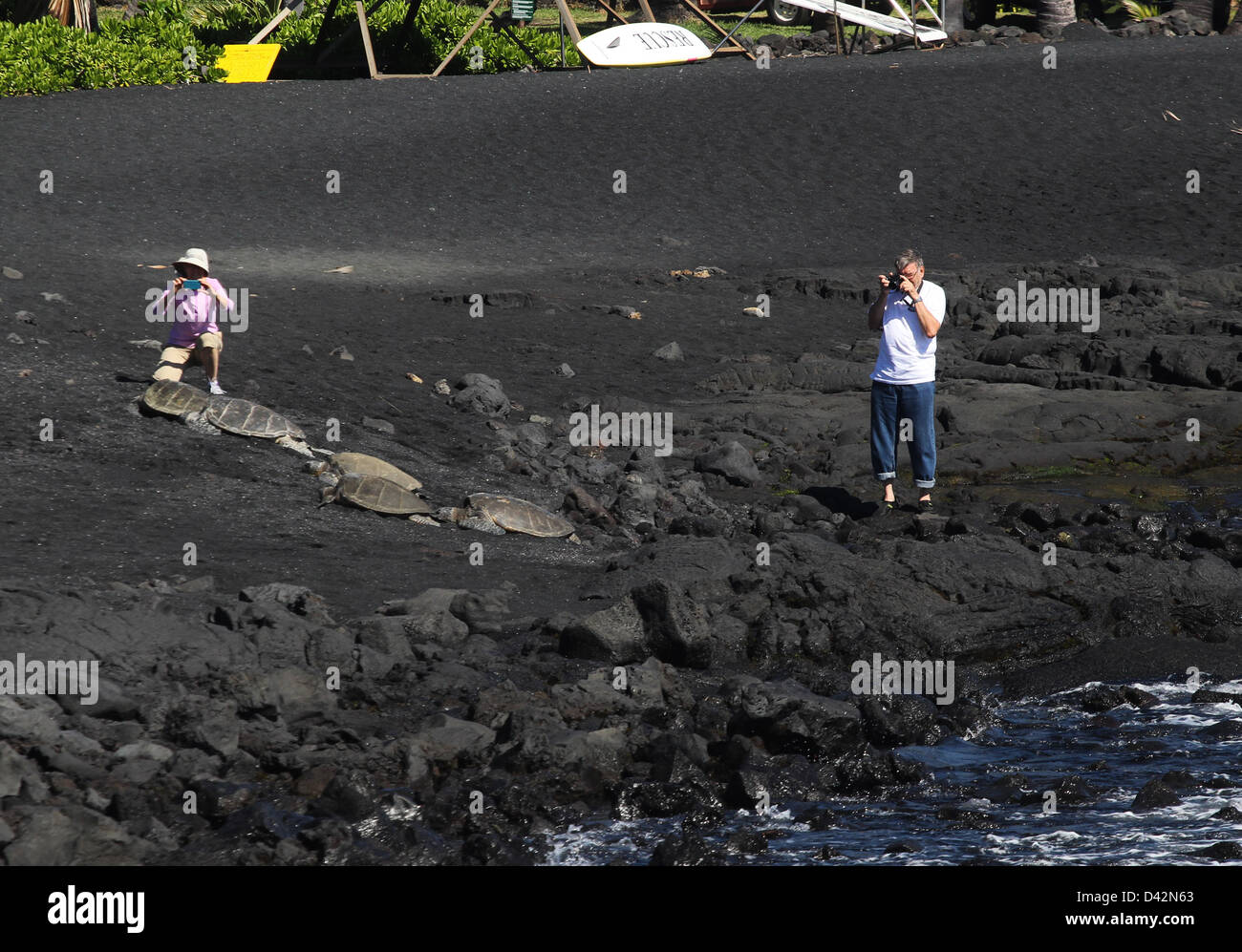 Tourist looking at Green sea turtle basking on black sand beech Hawaii the Big Island Stock Photo