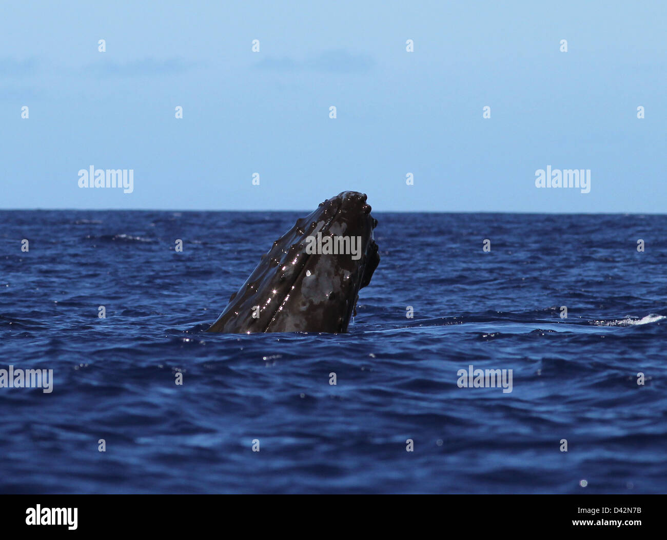Humpback whale hawaii hi-res stock photography and images - Alamy