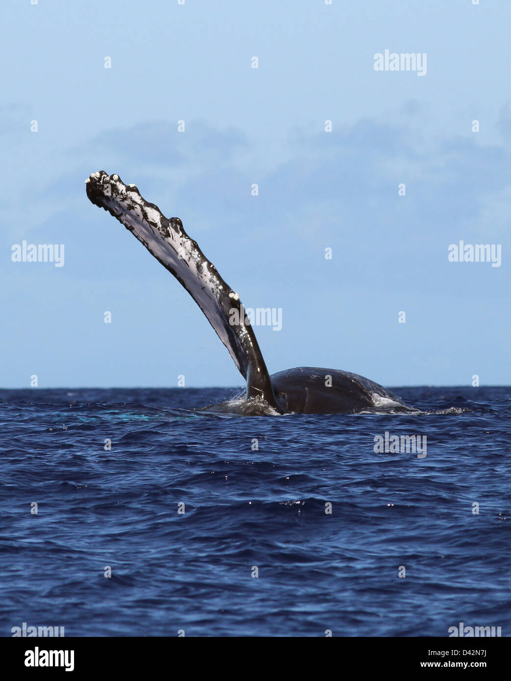 Humpback whale Hawaii the Big Island pacific ocean Stock Photo - Alamy