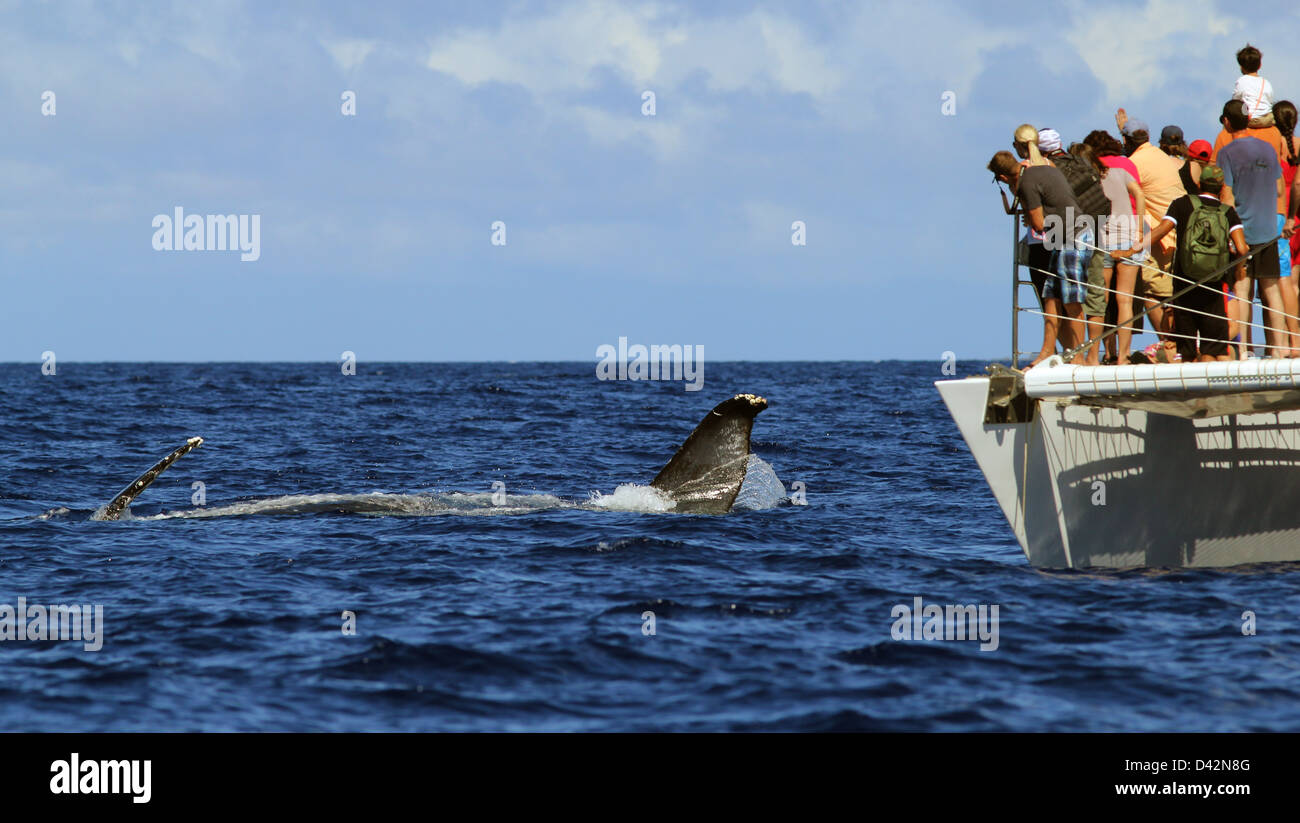 Humpback whale tour boat Hawaii the Big Island pacific ocean tourist