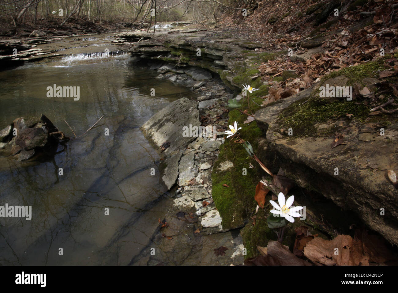 bloodroot flower along creek limestone ledge in deciduous woodland Ohio Stock Photo