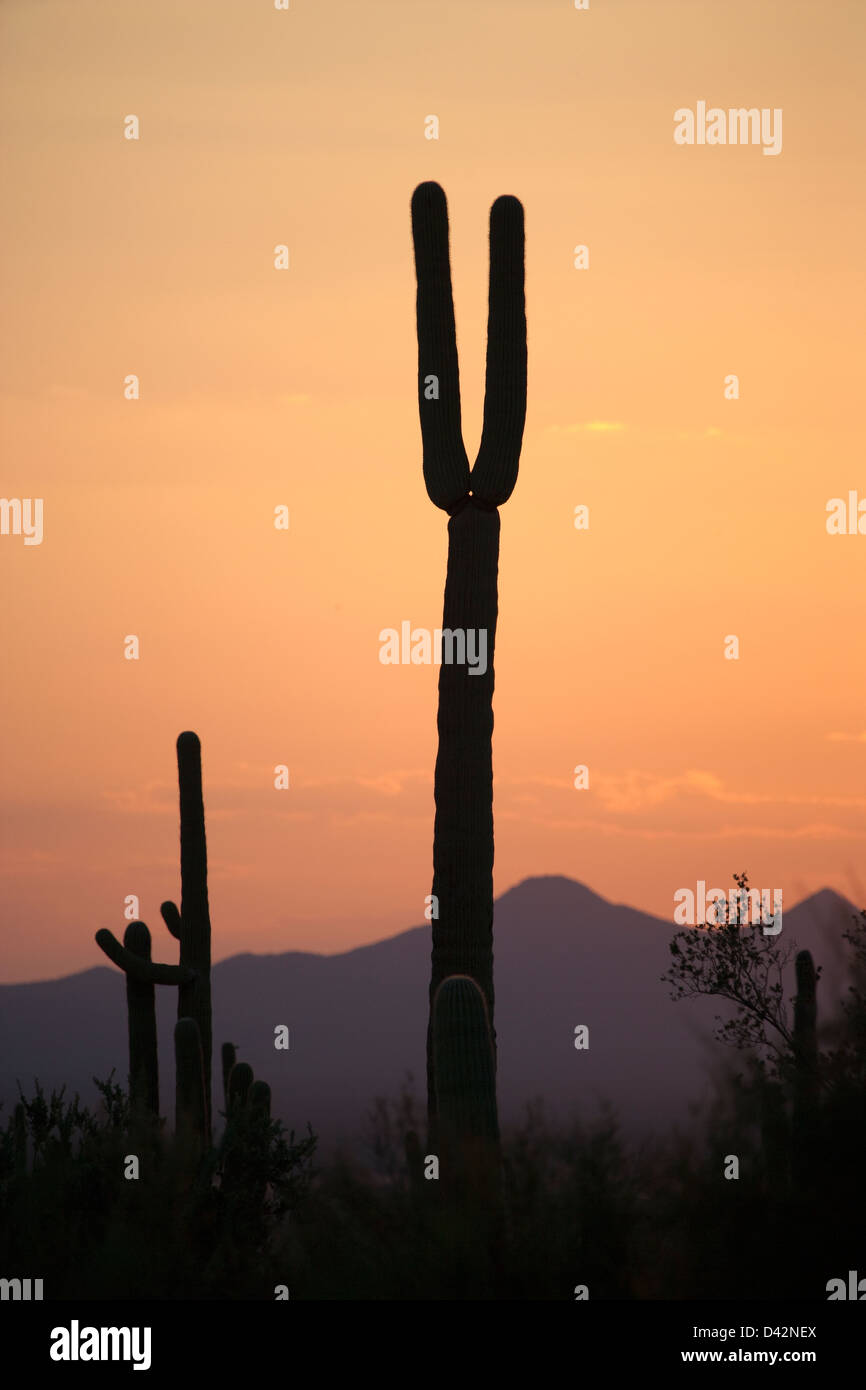 Group saguaro cactus sunset hi-res stock photography and images - Alamy