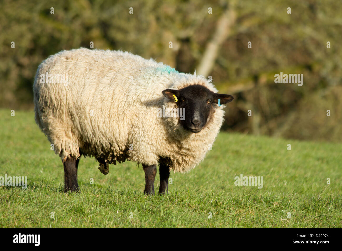 Pregnant sheep hi-res stock photography and images - Alamy