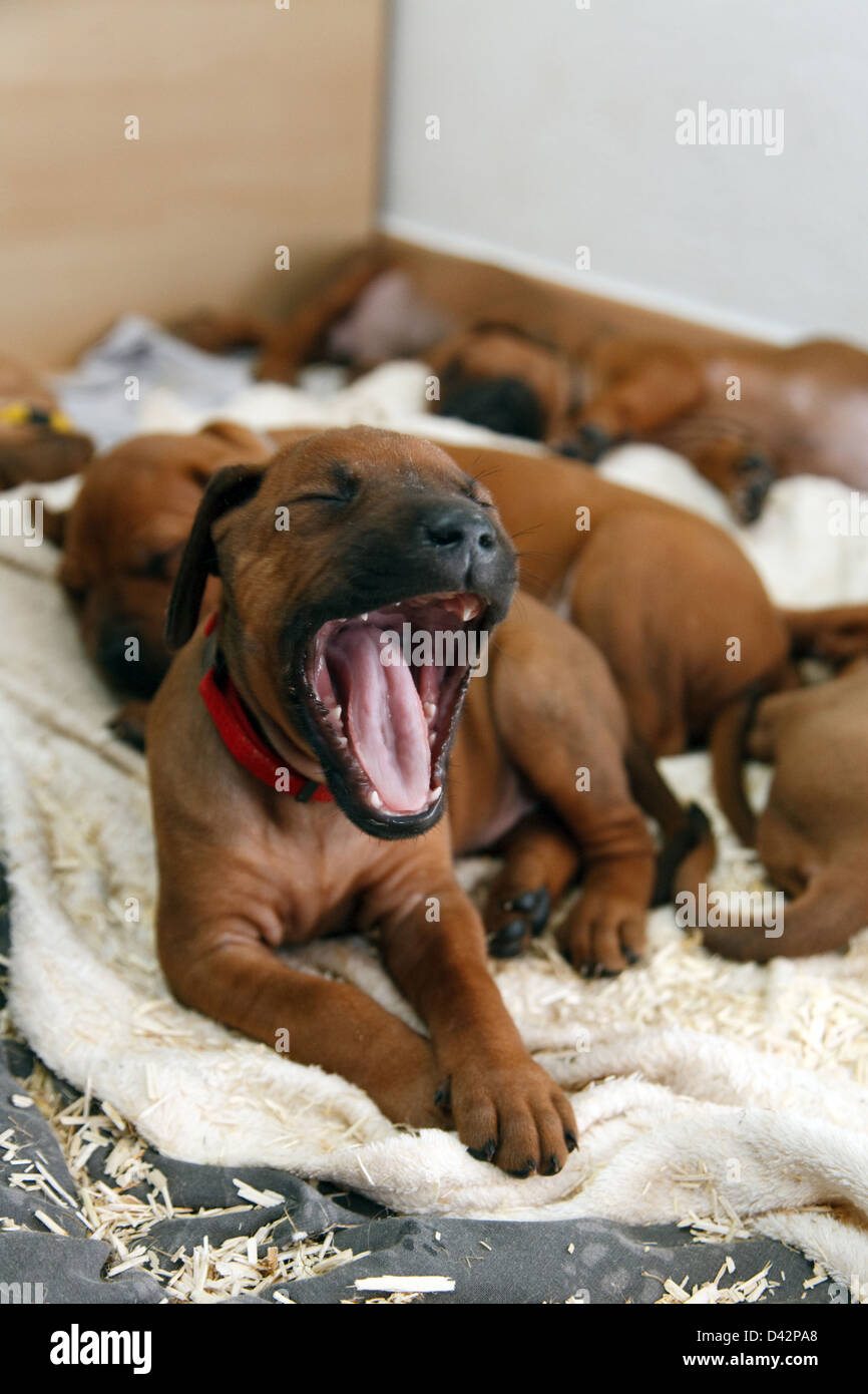 Berlin, Germany, Rhodesian Ridgeback puppy Stock Photo Alamy