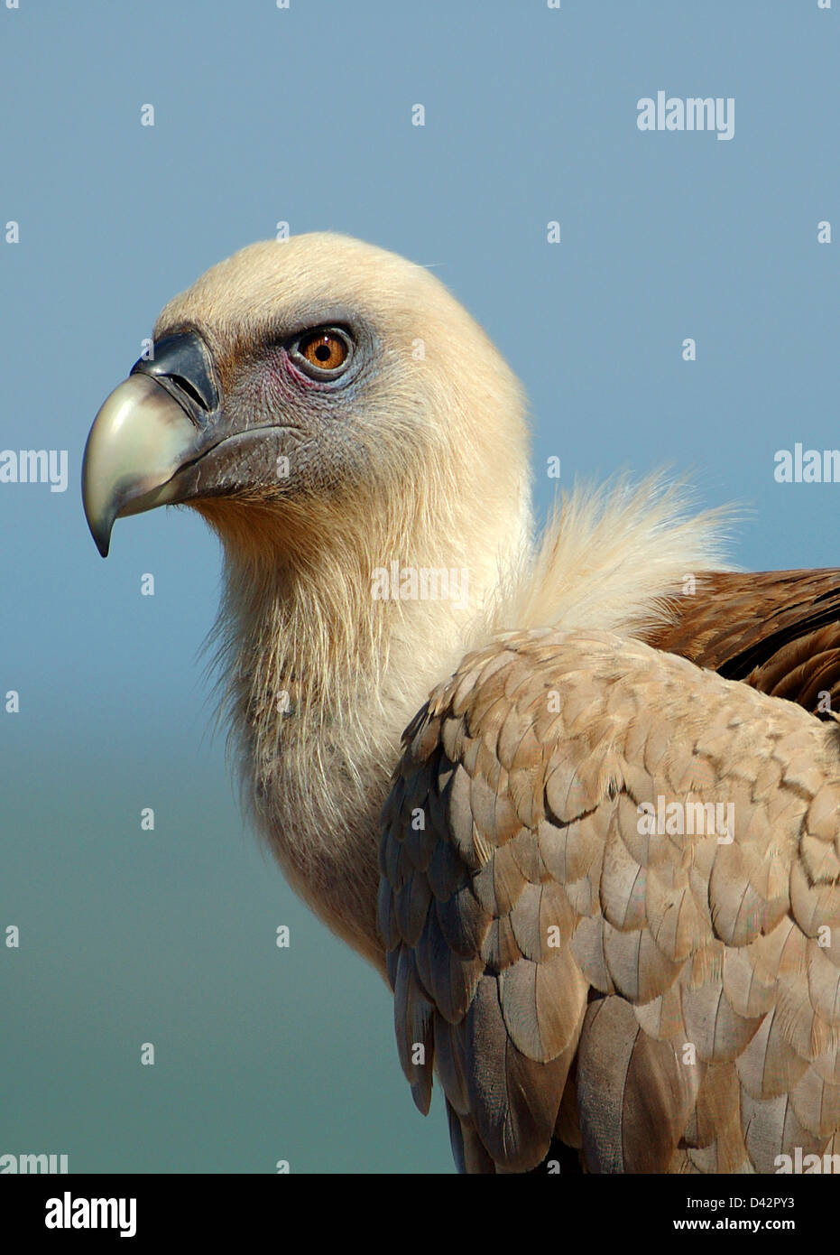 Vulture face portrait hi-res stock photography and images - Alamy