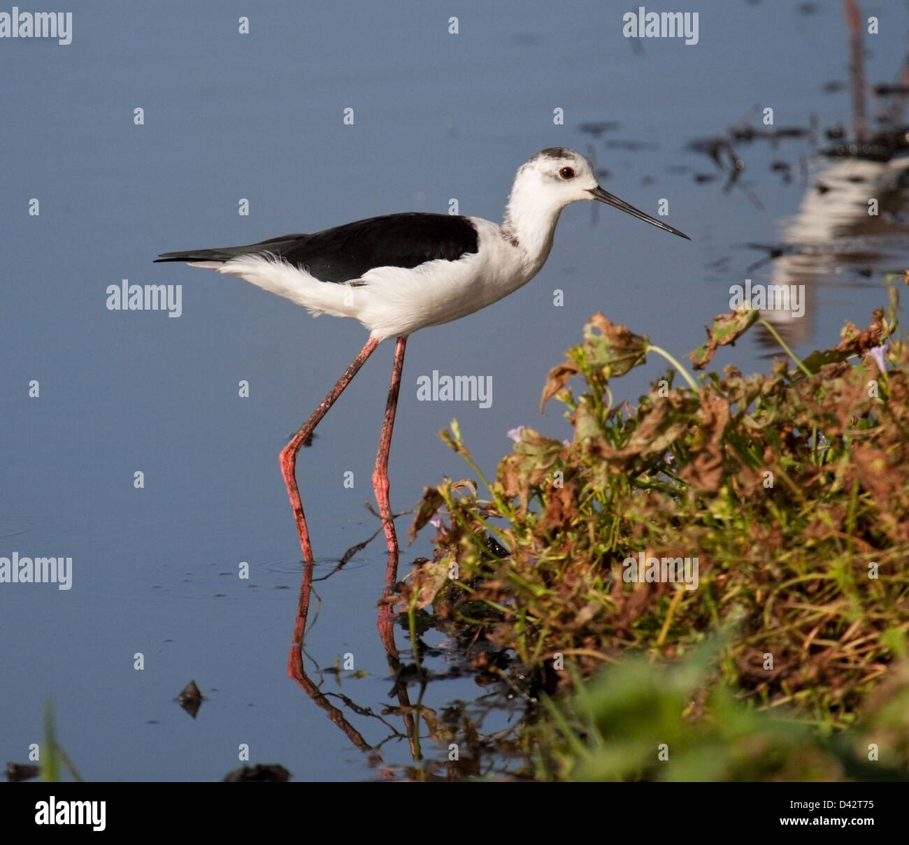 The Blackwinged Stilt Majorca Stock Photo Alamy