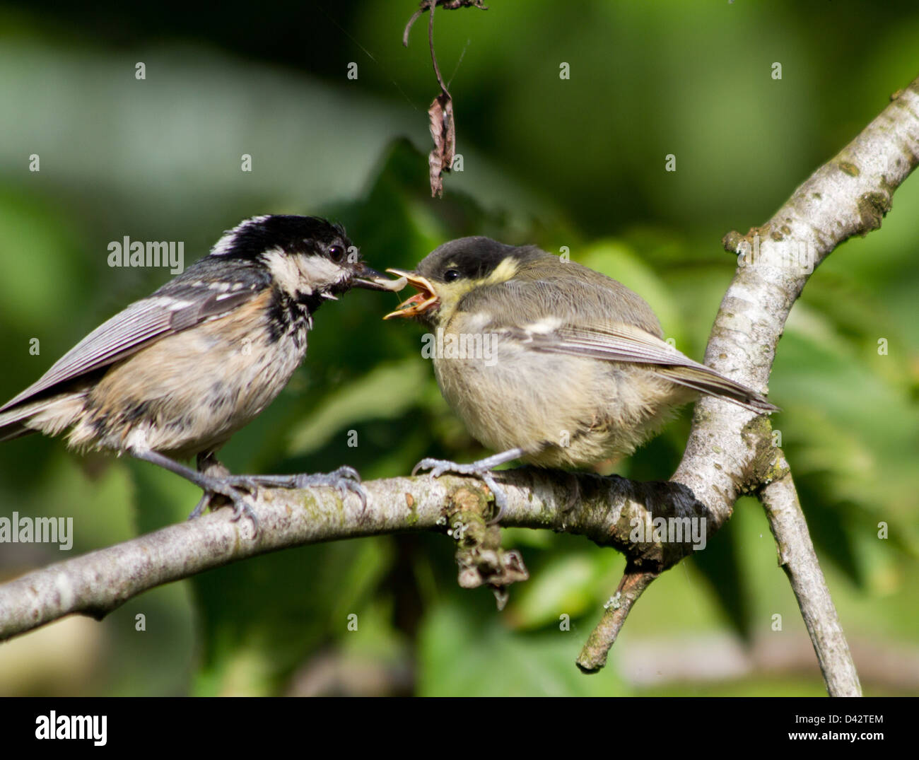 Bird feeding its baby in a tree Stock Photo Alamy
