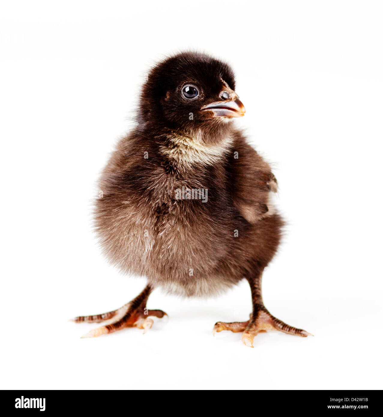 Young fluffy baby black chicken isolated Stock Photo