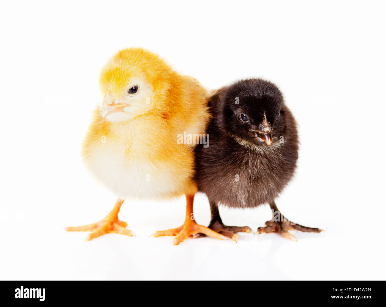 Cute yellow and black fluffy baby chickens on isolated background Stock Photo