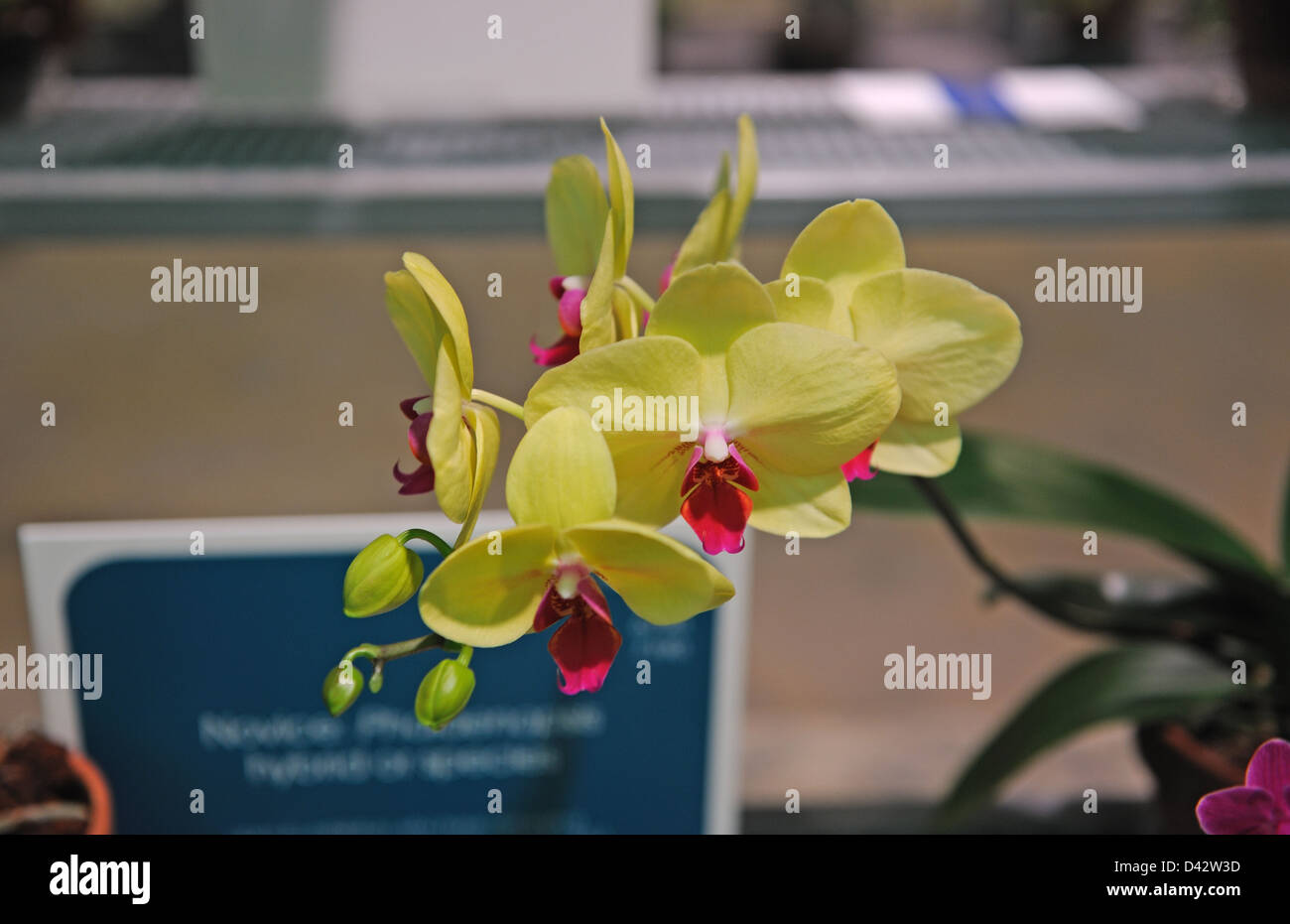An orchid at the Philadelphia Flower Show, which is the largest indoor