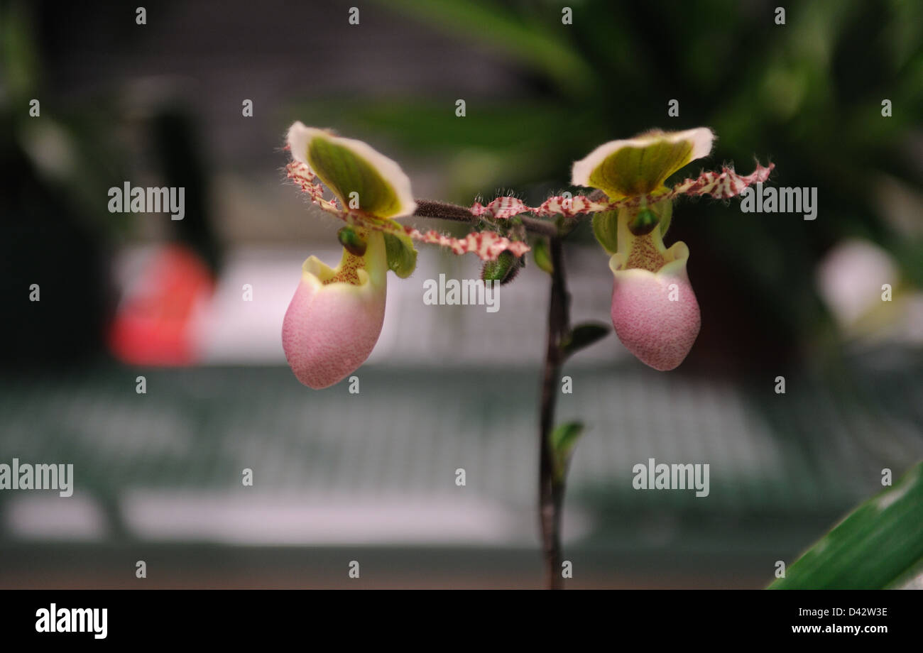 An orchid at the Philadelphia Flower Show, which is the largest indoor