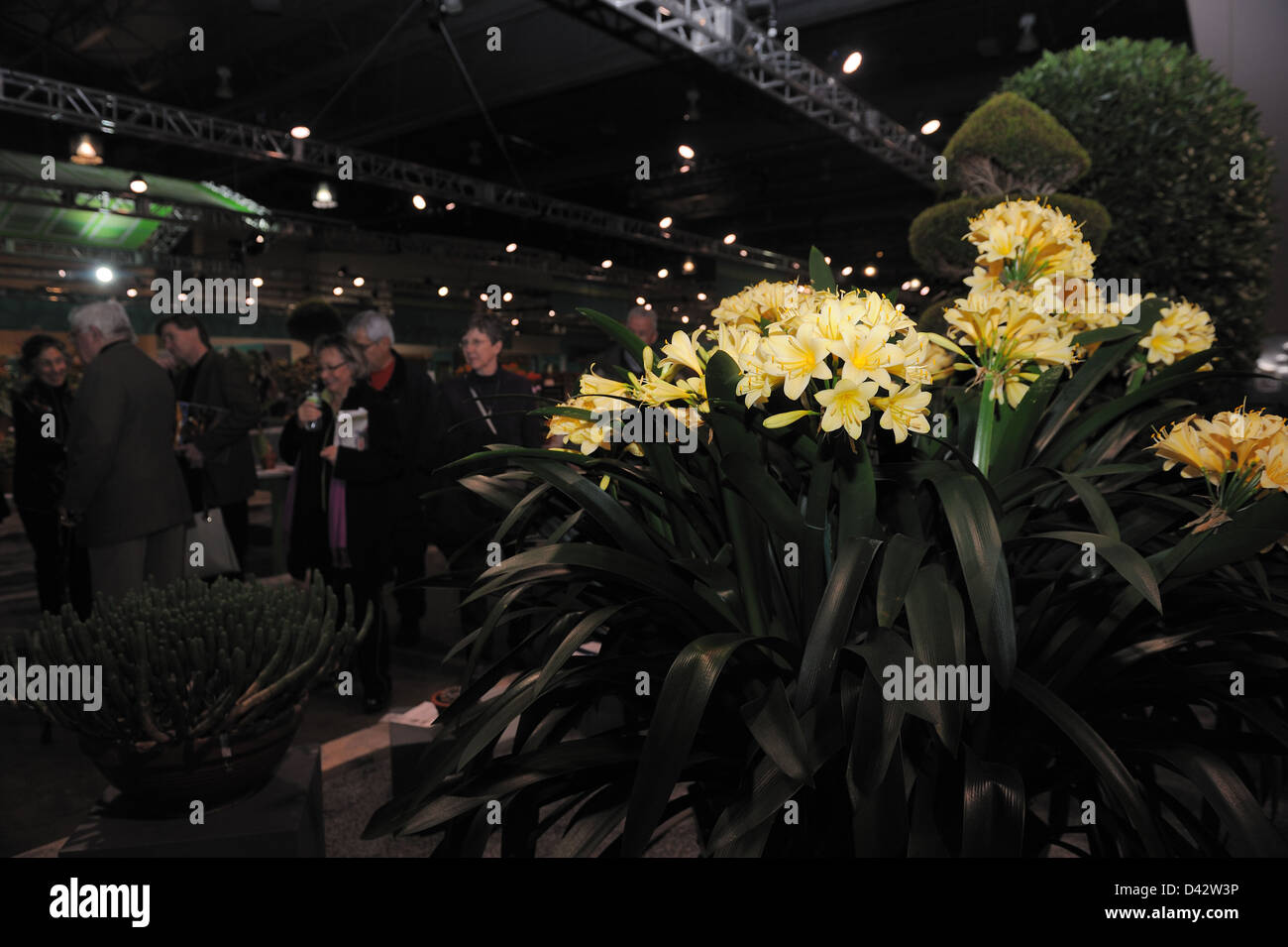 Clivia at the Philadelphia Flower Show, which is the largest indoor