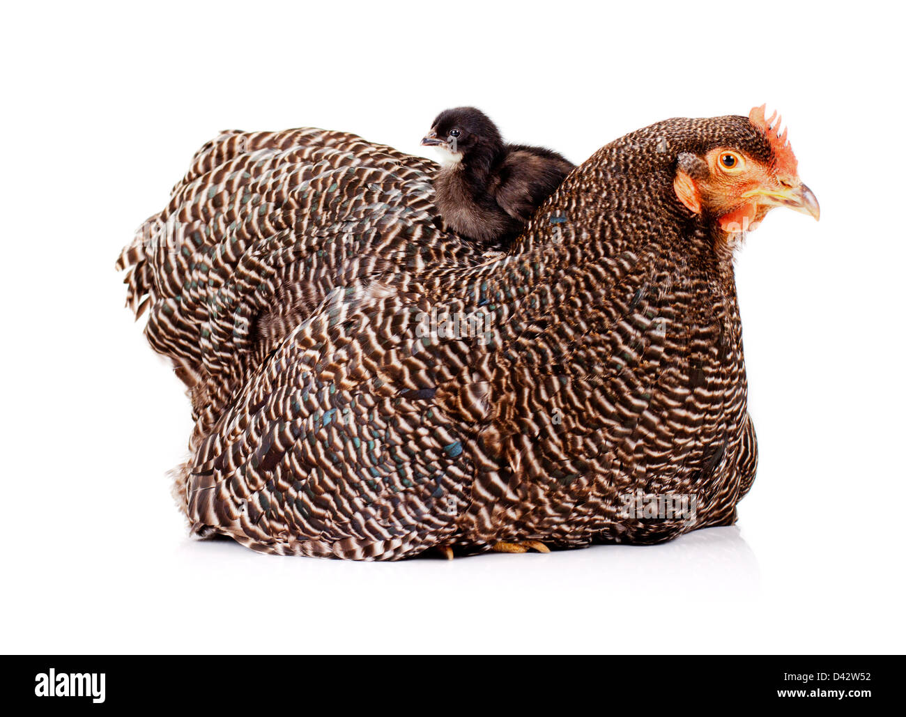 Young black baby chicken perched on top of mother hen Stock Photo