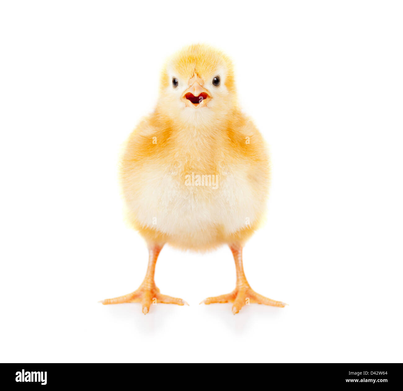 Young baby yellow chicken cheeping Stock Photo