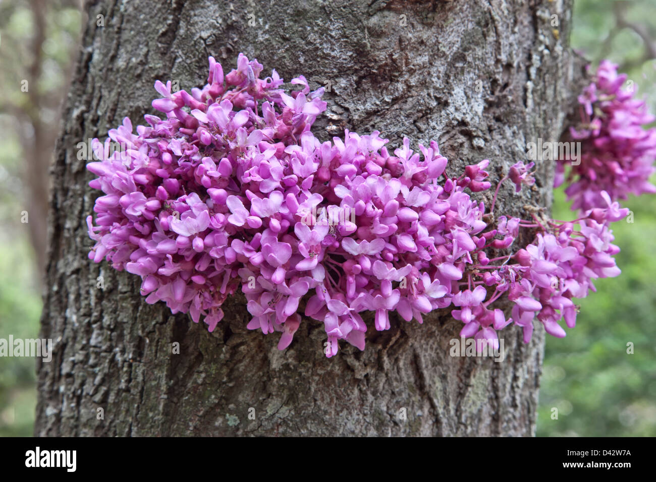 Close-up of flowers, Texas Redbud tree, Texas Stock Photo