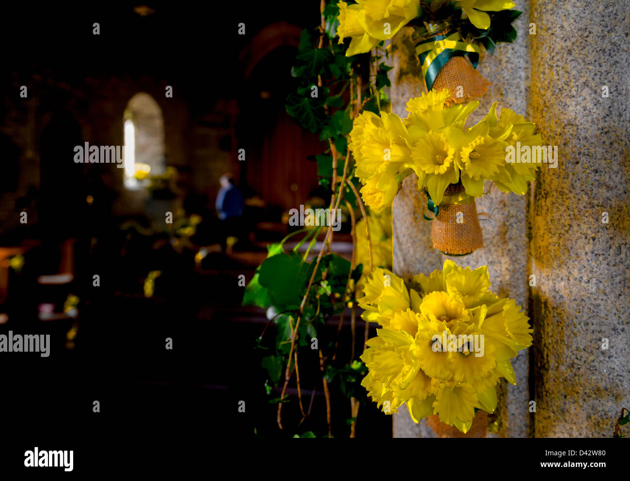 The Daffodil Festival at St MawganinMeneage Church in Cornwall Stock