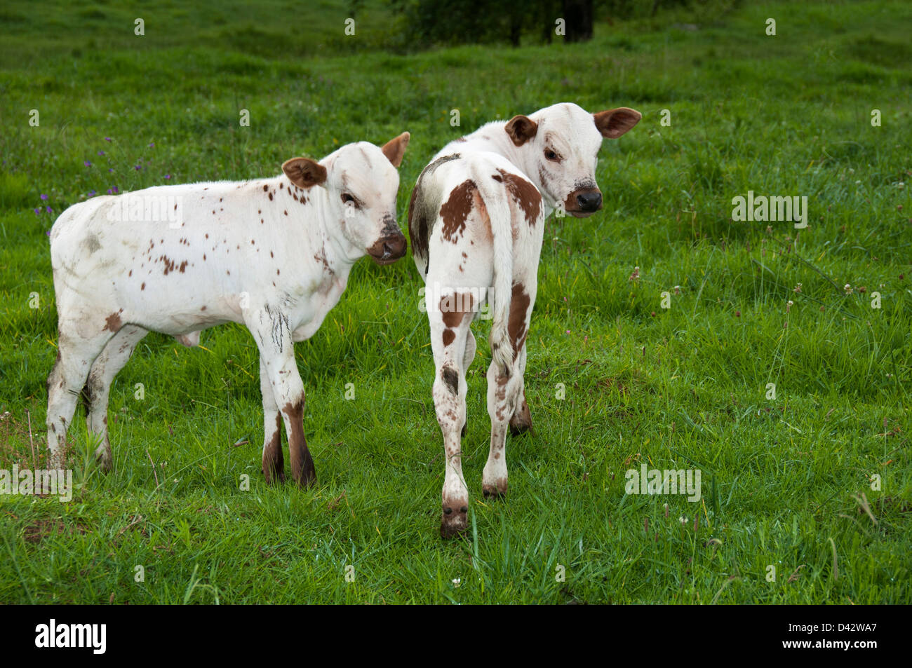 Two nguni calves looking at you Stock Photo
