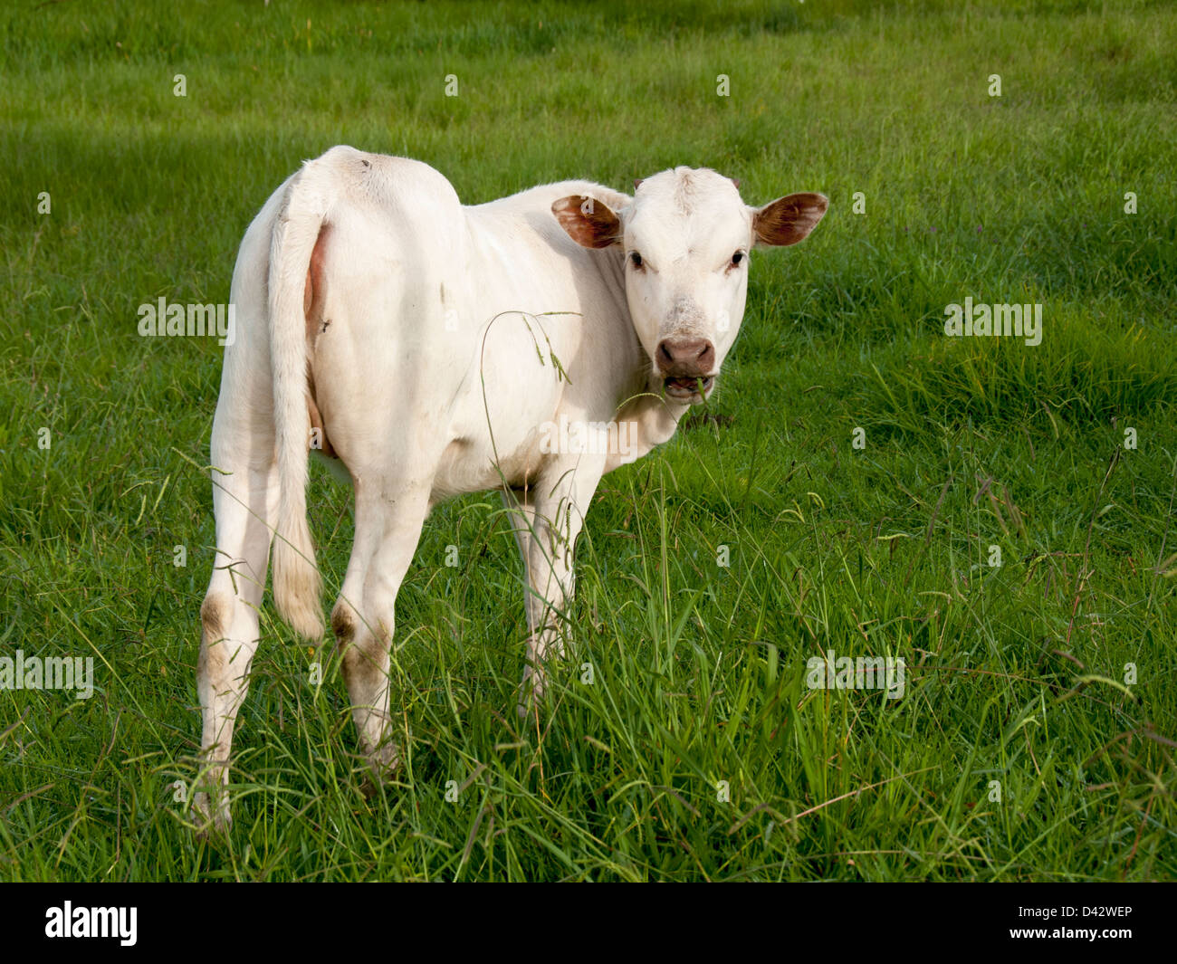 White Nguni calf looking back at you Stock Photo