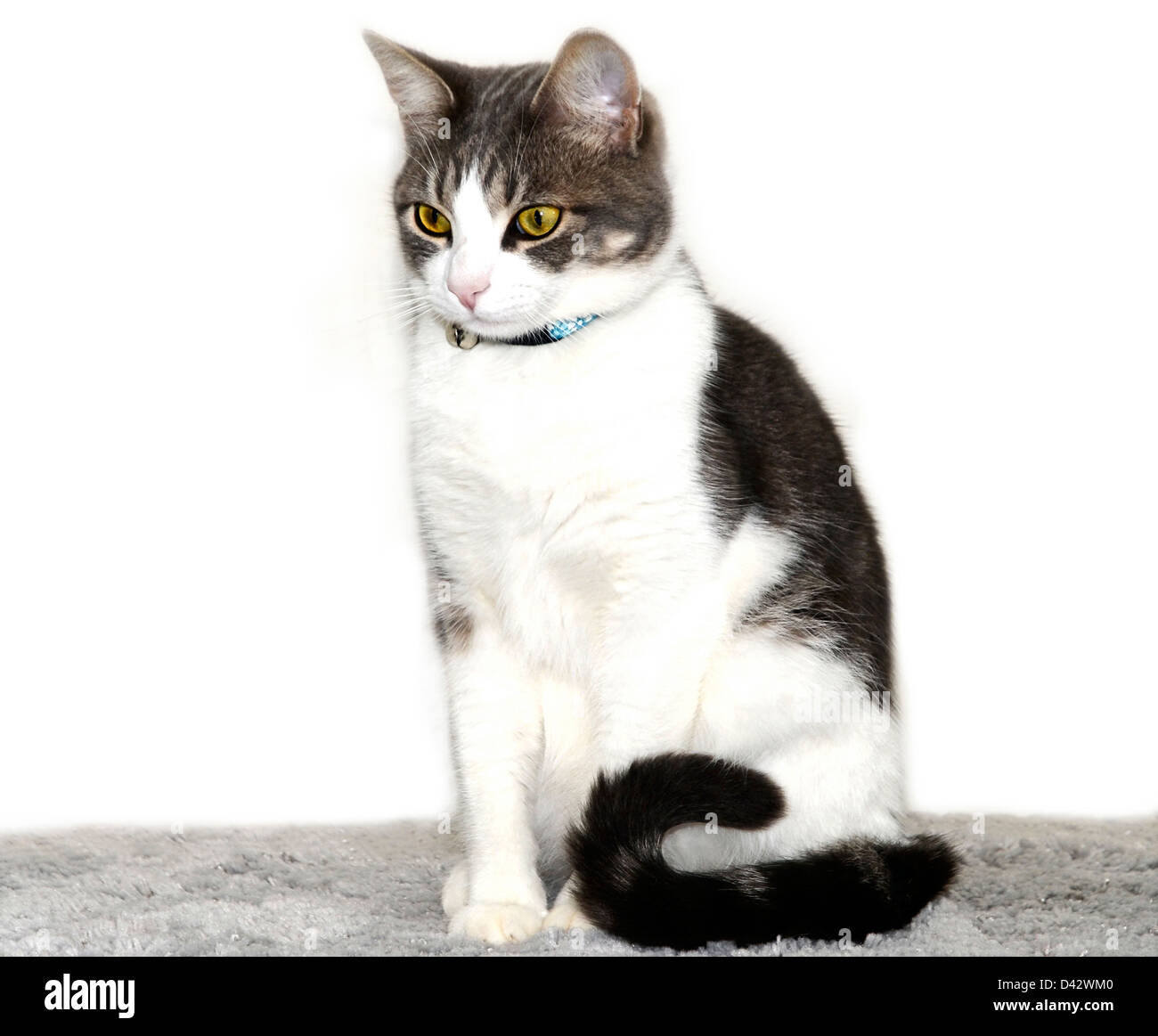 A cute gray tabby cat sitting with his tail curled around. Stock Photo