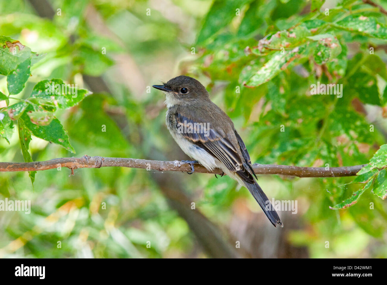 Eastern Phoebe Sayornis phoebe St. Ambroise Provincial Park, Manitoba