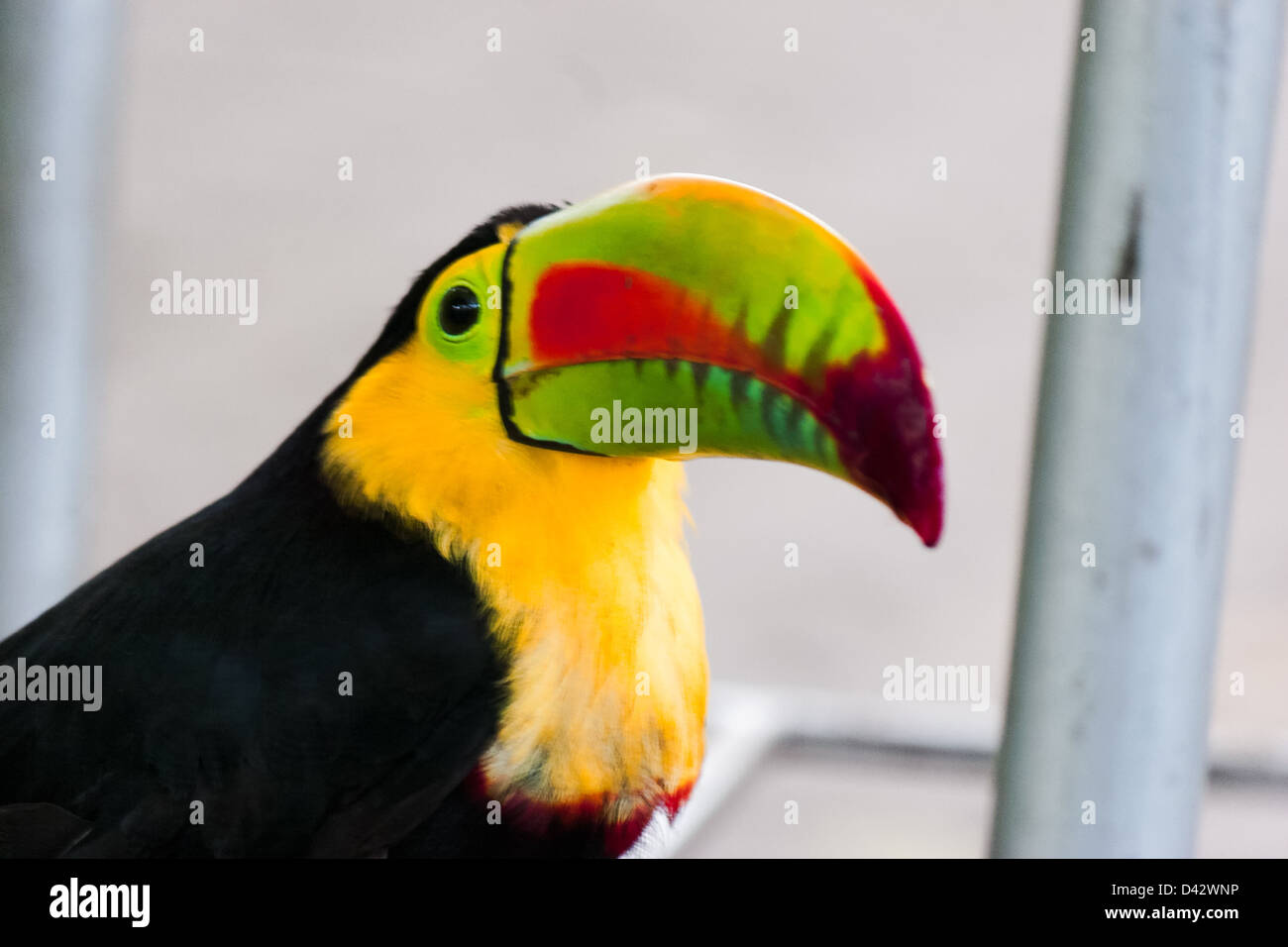 A rainbow-billed toucan portrait. Stock Photo