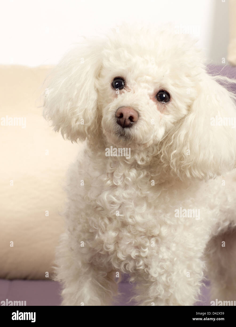White Toy Poodle Hi-Res Stock Photography And Images - Alamy