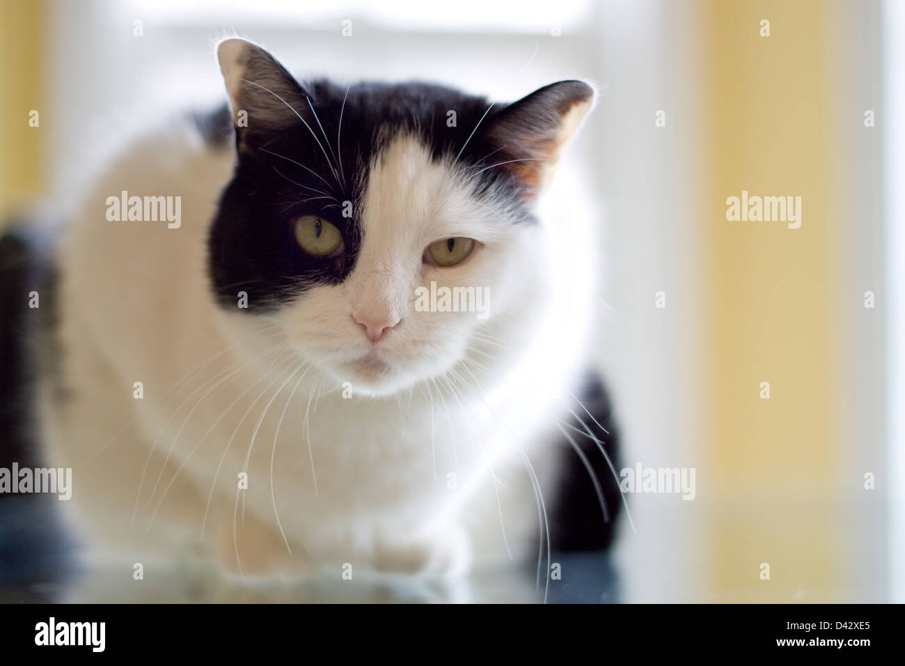 Portrait of cat Stock Photo