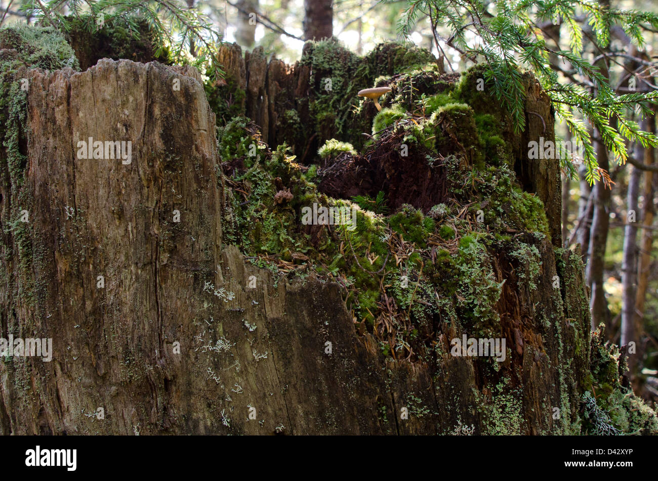 Sun-dappled moss and mushrooms in a tree stump Stock Photo