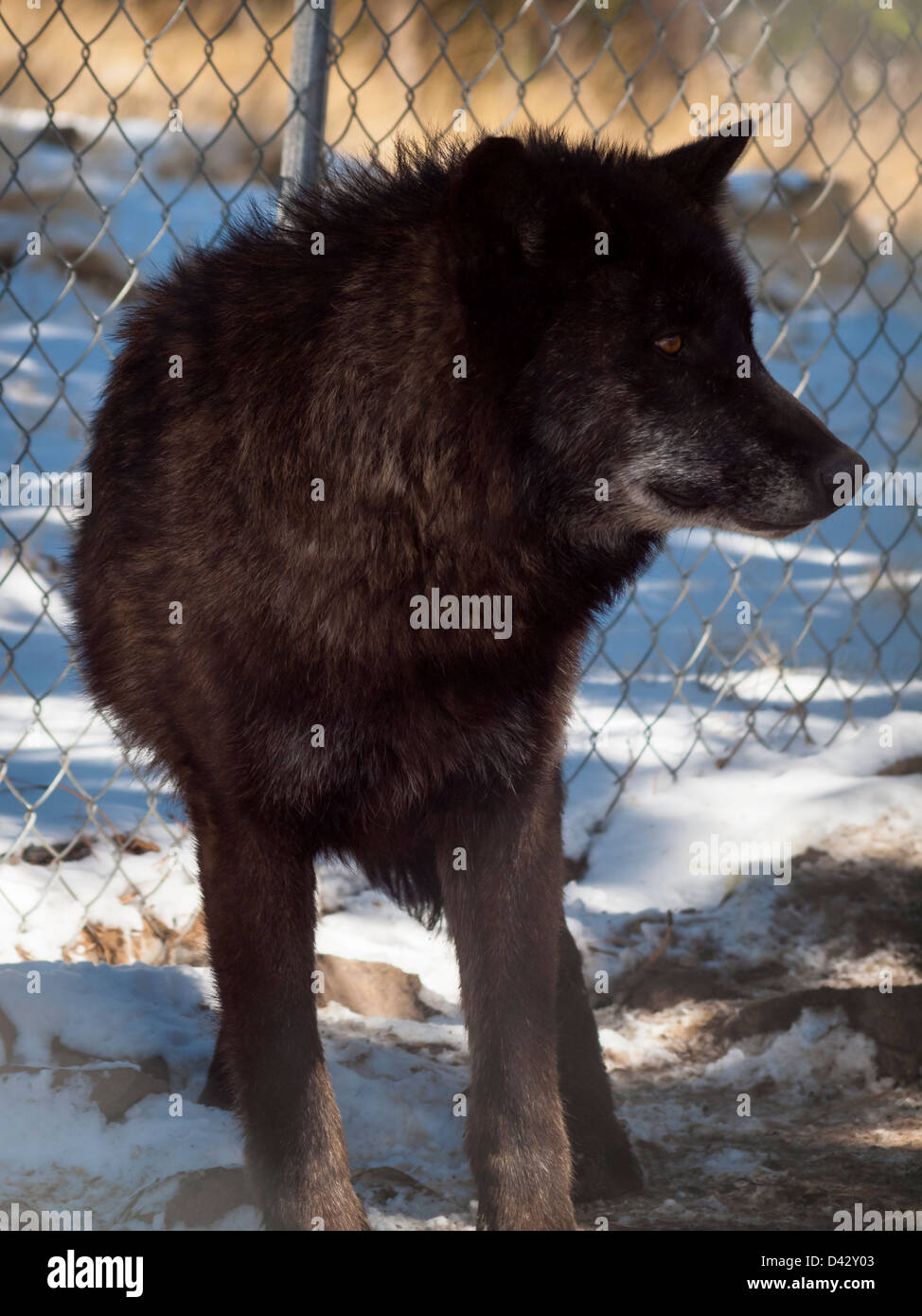 Large wolf in captivity Stock Photo Alamy