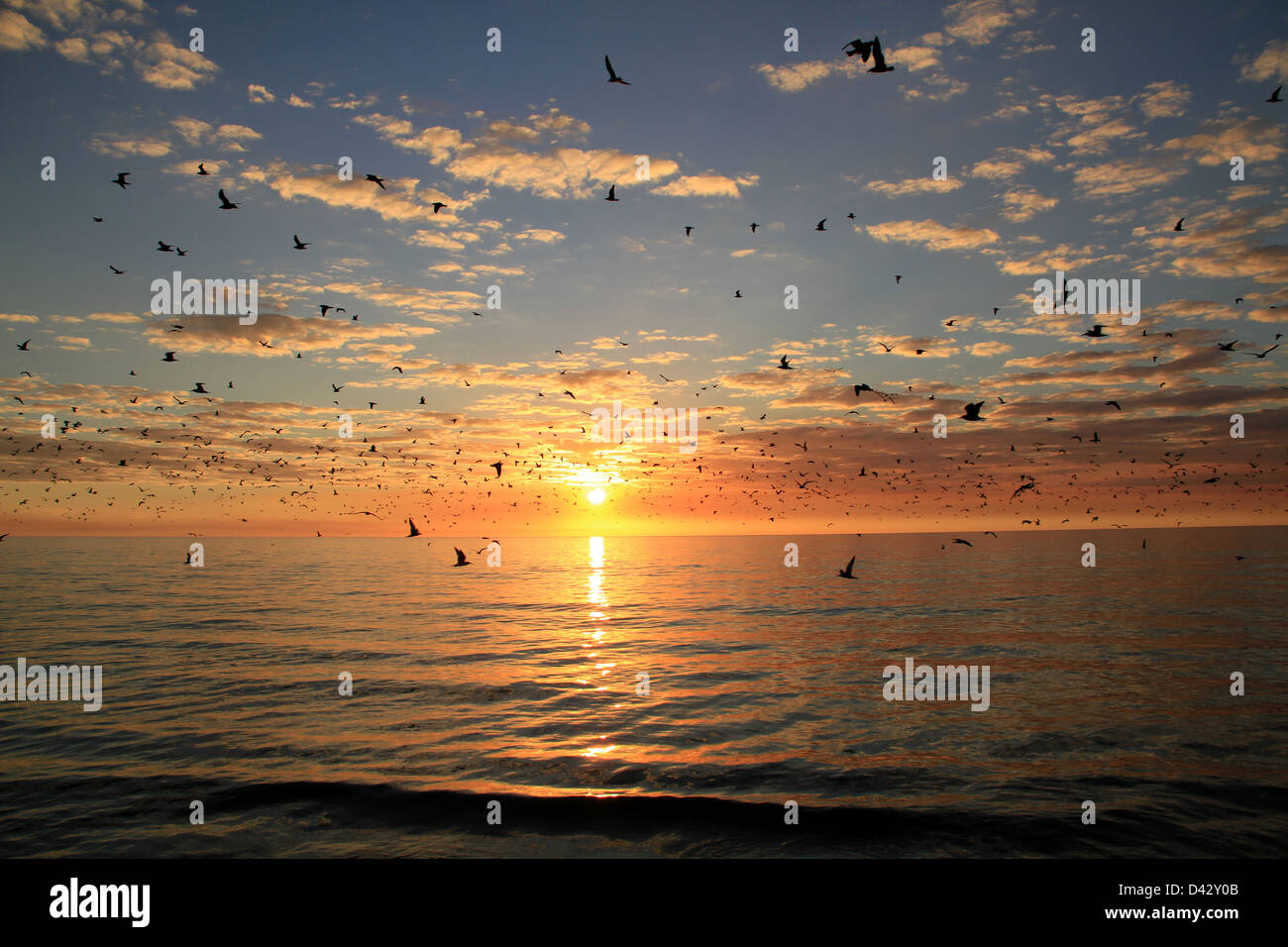 Birds serene hi-res stock photography and images - Alamy