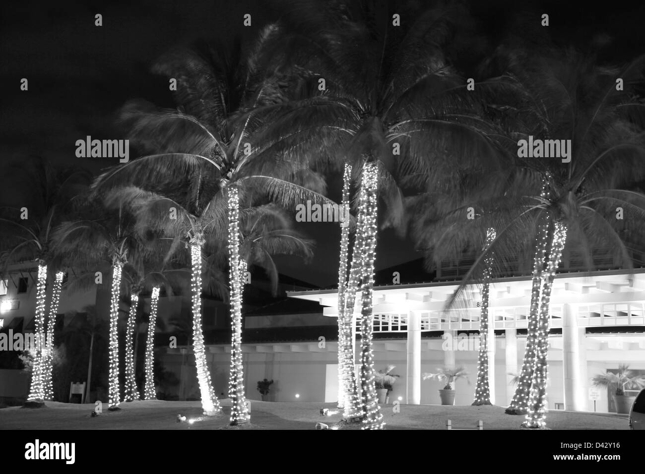 Christmas Coconut Trees Stock Photo Alamy