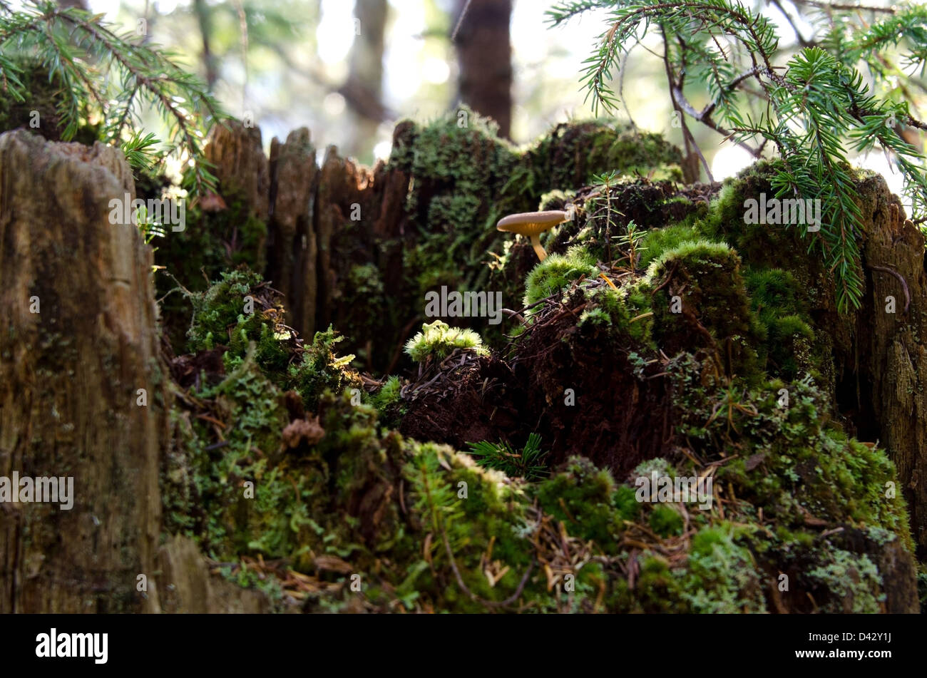 Sun-dappled moss and mushrooms in a tree stump Stock Photo