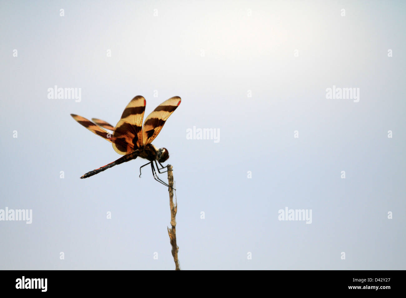 Halloween Pennant Dragonfly Stock Photo Alamy