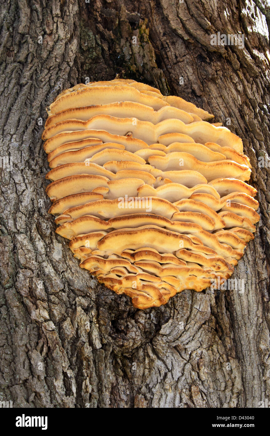 Northern Toothed Polypore tree mushroom / fungus growing on a maple tree Stock Photo