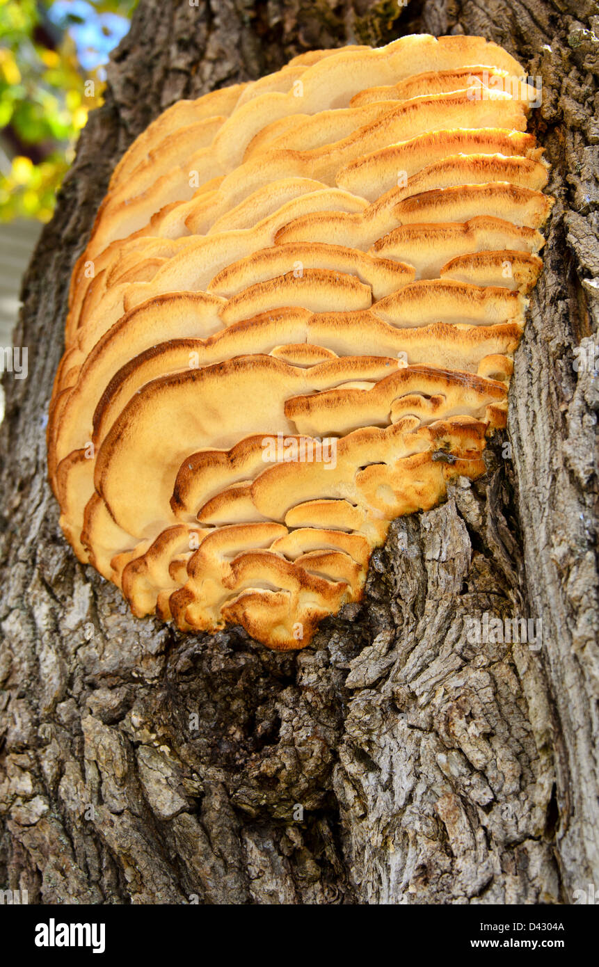 Northern Toothed Polypore tree mushroom / fungus growing on a maple tree Stock Photo