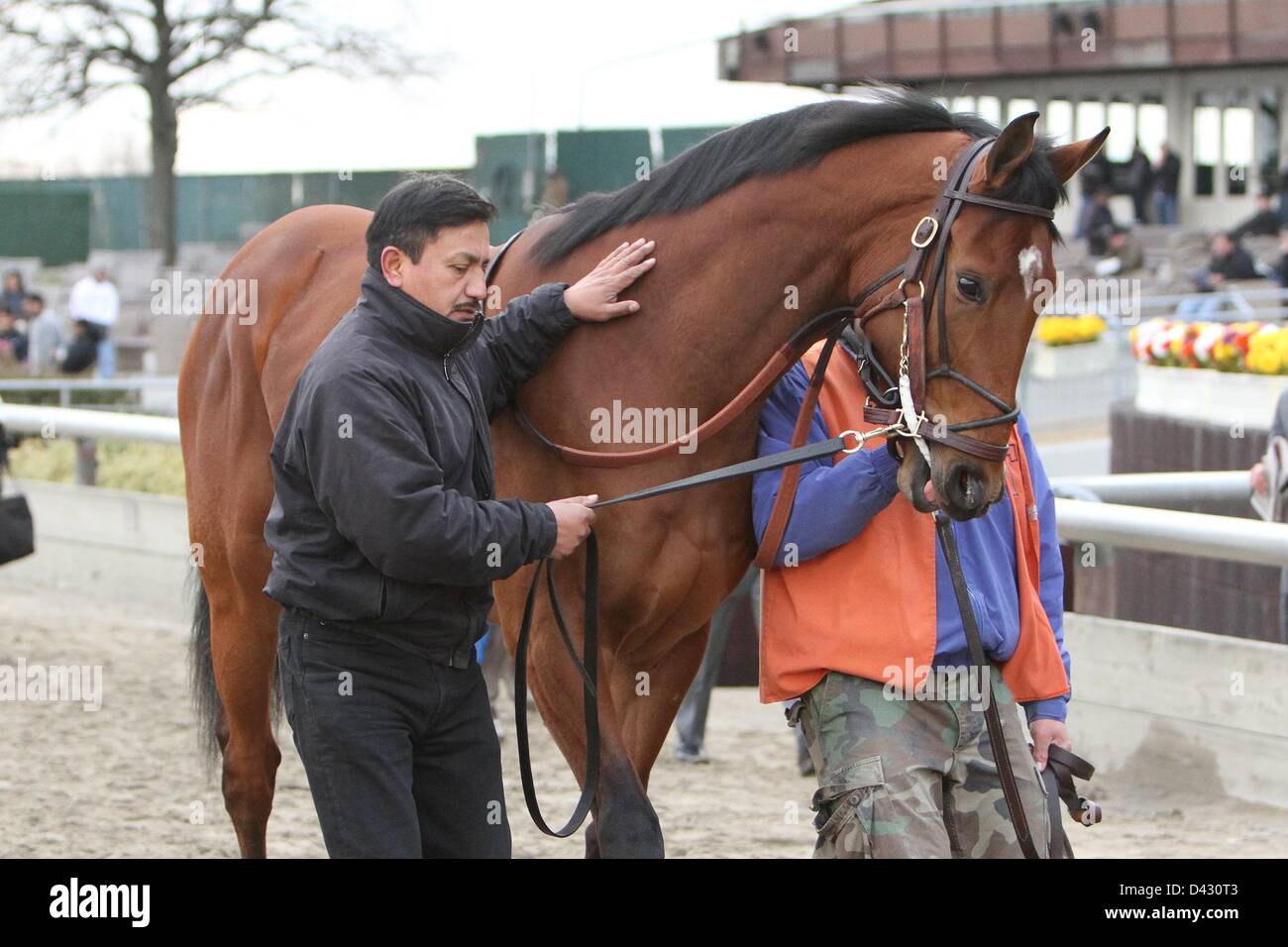 March 2, 2013 - Jamaica, New York, U.S. - Vyjack with Joel Rosario win the Grade III Gotham for 3-year olds, going 1 1/16 mile, on the inner dirt at Aqueduct.  Trainer Rudy Rodriguez.  Owner Pick Six Racing (Credit Image: © Sue Kawczynski/Eclipse/ZUMAPRESS.com) Stock Photo