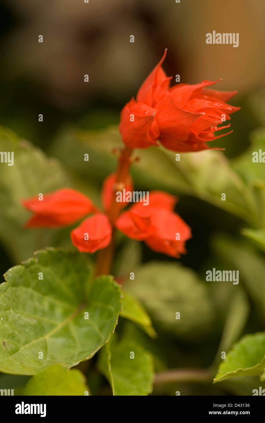 Scarlet sage Salvia splendens, Labiateae Stock Photo